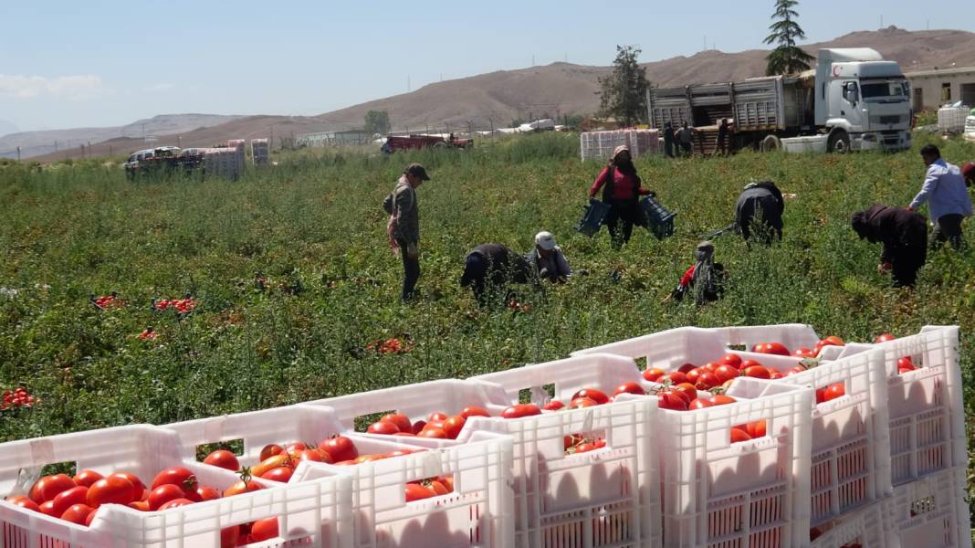 Avrupalı pizza devlerinin gözü kulağı Kayseri'deki hasatta 1